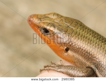 Breite headed skink