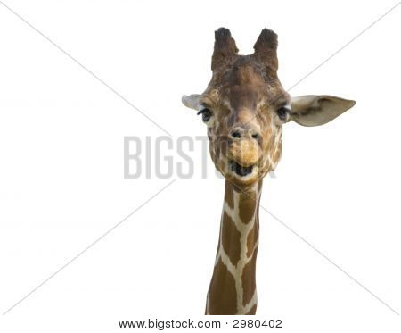 Talking Giraffe with clipping path