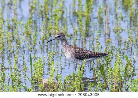 Sandpiper, Wood Sandpiper In Shallow Water (tringa Glareola) Wader Bird Sandpiper