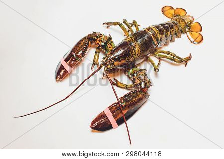 Live Boston Lobster Isolated On White Background.
