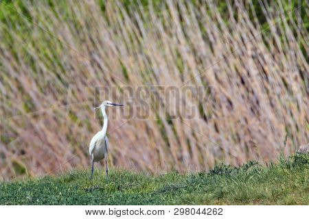 Little Egret Hunting (egretta Garzetta) White Little Egret