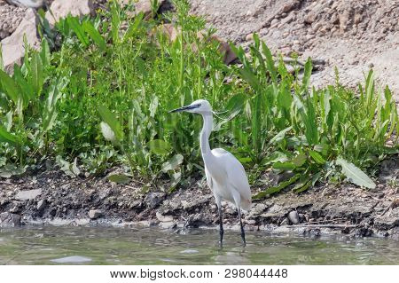 Little Egret Hunting (egretta Garzetta) White Little Egret