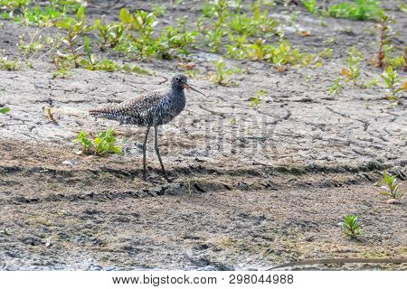 Spotted Redshank Wader Bird (tringa Erythropus)