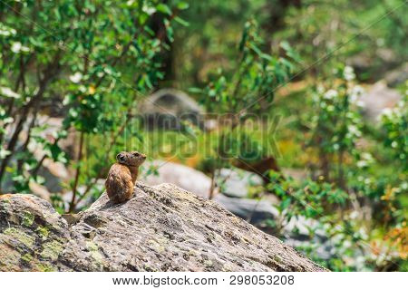 Pika Rodent On Stones In Highlands. Small Curious Animal On Colorful Rocky Hill. Little Fluffy Cute 