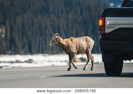 Mountain Sheep Crossing The Main Road, Icefields Parkway, Jasper National Park, Travel Alberta, Cana