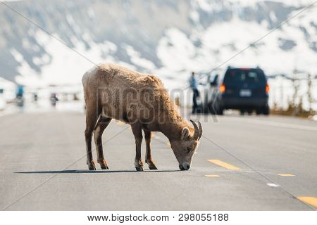 Mountain Sheep Crossing The Main Road, Icefields Parkway, Jasper National Park, Travel Alberta, Cana