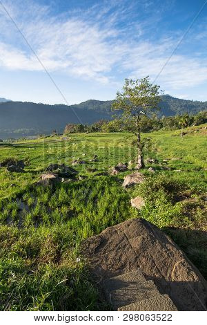 Terreced Rice Fields Of Kotmale, Central Hilands Of Sri Lanka.