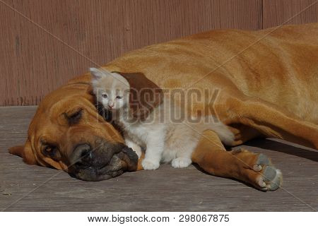 Bloodhound Reasting With Ear Draped Over Orange And White Tabby Kitten