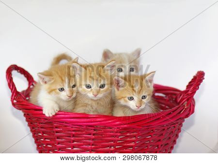 Four Orange Tabby Kittens In A Read Wicker Basket