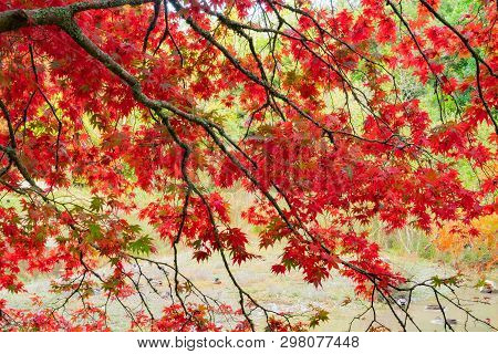 Bright Red Autumn Leaves Of Maple Tree In Mclaren Falls Park Tauranga New Zealand.