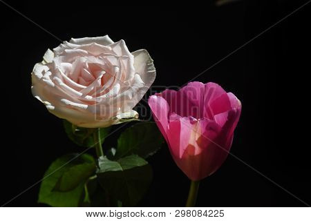 Beasutiful Colorful Rose With Tulip Close Up