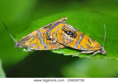 Olethreutes arcuella