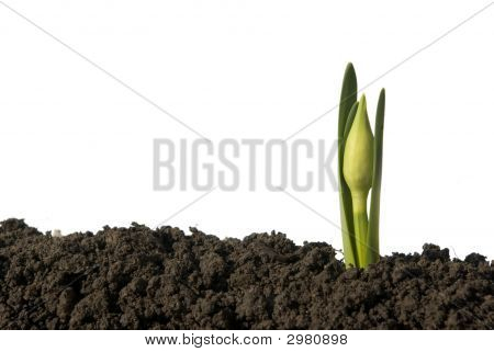 Plant