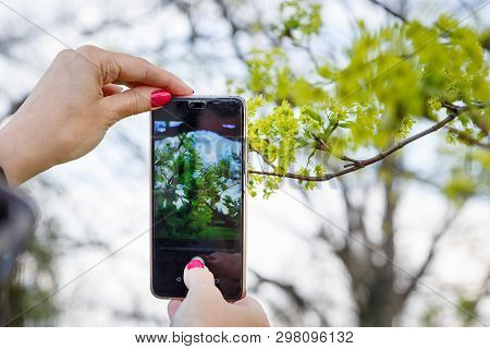 Mobile Phone Photograph The First Leaves Of The Hands Of The Girl