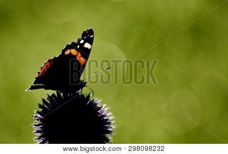 Red Admiral Butterfly On Echinops Flower Against Green Blurred Background