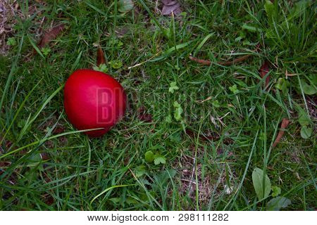 Single Red Apple Lying On Rough Grass In Autumn - Image