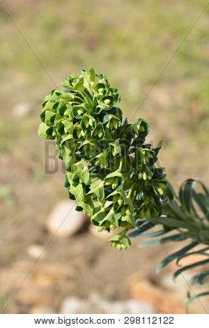 Wulfens Spurge - Latin Name - Euphorbia Characias Subsp. Wulfenii