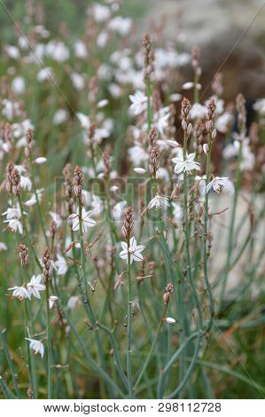 Hollow-stemmed Asphodel Flower - Latin Name - Asphodelus Fistulosus