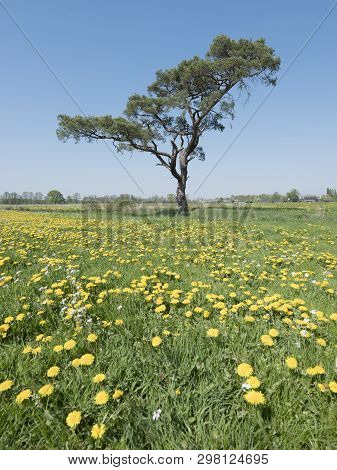 Spring Field With Blossoming Dandelions And Other Summer Flowers With Lonely Pine Tree Against Blue 