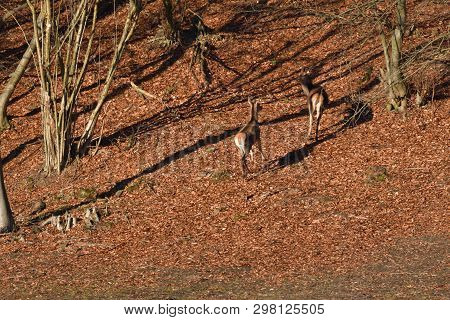 Flock Of Deerskin Running Inside The Forest To Hide Before Enemy