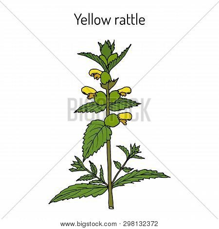 Little Yellow Rattle Rhinanthus Minor , Medicinal Plant. Hand Drawn Botanical Vector Illustration
