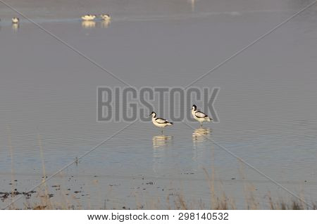 Pair Of Pied Avocets, Recurvirostra Avosetta