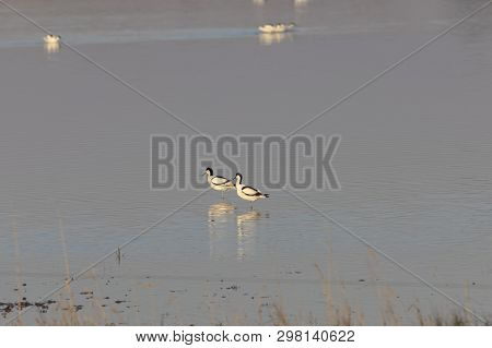 Pair Of Pied Avocets, Recurvirostra Avosetta