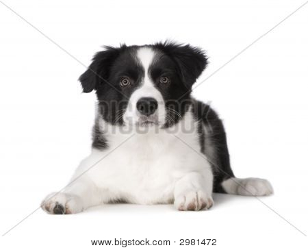 보더 콜 리 강아지