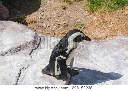Close Up Of African Black-footed Penguin In The Wild