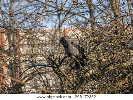 The Crow Sits On A Beautiful Picturesque Branchy Tree Without Leaves In Early Spring.