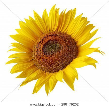 One Sunflower Flower Isolated On White Background. Ripe Sunflower With Yellow Petals, Top View.