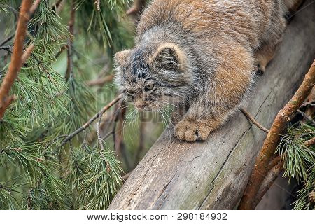 Pallas Cat (otocolobus Manul). Manul Is Living In The Grasslands And Montane Steppes Of Central Asia