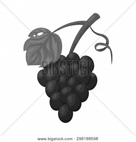 Vector Illustration Of Grape And Bunch Logo. Set Of Grape And Fruit Vector Icon For Stock.