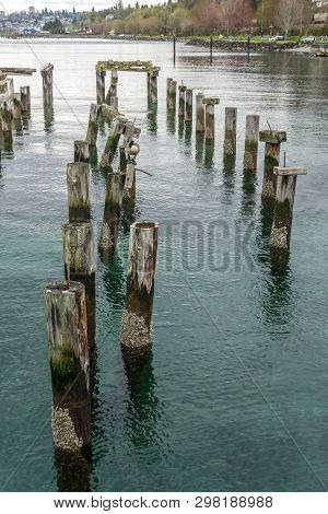 A View Of Decaying Pilings Near Shore In Ruston, Washington.
