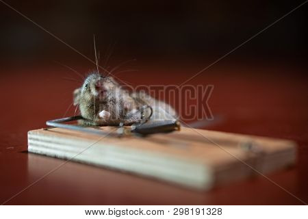 Dead Mouse Killed In A Mouse Trap On Wooden Floor In House