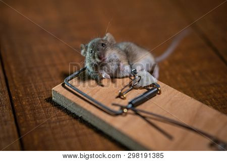 Dead Mouse Killed In A Mouse Trap On Wooden Floor In House