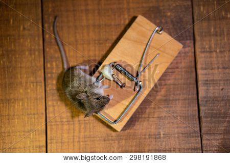 Dead Mouse Killed In A Mouse Trap On Wooden Floor In House
