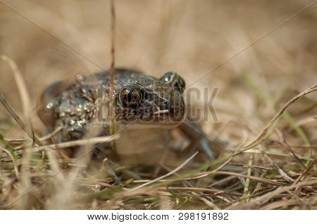 A Small Garlic Toad Sits In The Grass And Looks Into The Camera