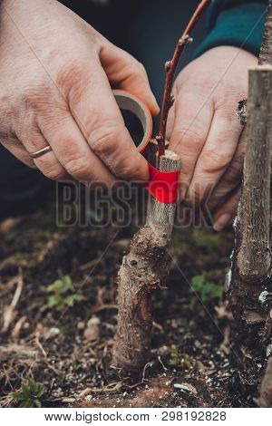 Woman Wraps A Graft Tree With An Insulating Tape In The Garden To Detain The Damp In It In Close-up