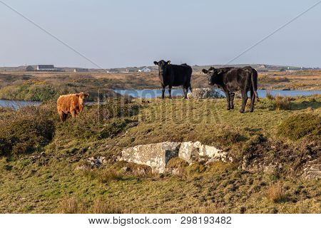 Cows In A Farm With Vegetation And Rocks Around Clifden Bay, Clifden, Galway, Conemara, Ireland