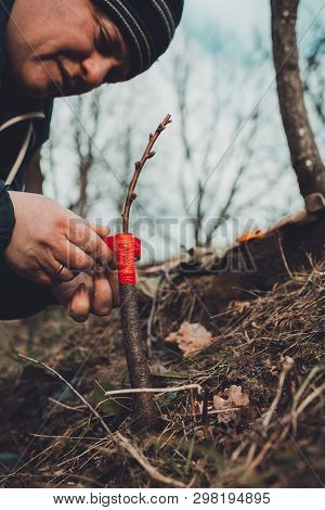 Woman Wraps A Graft Tree With An Insulating Tape In The Garden To Detain The Damp In It In Close-up