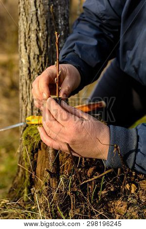 A Woman Makes A Fruit Tree In The Garden And Attaches A Young Twig