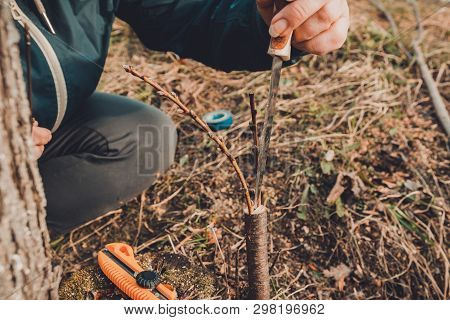 A Woman Makes A Fruit Tree In The Garden And Attaches A Young Twig
