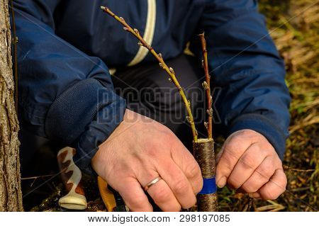 Woman Wraps A Graft Tree With An Insulating Tape In The Garden To Detain The Damp In It In Close-up