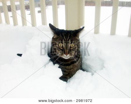 雪の中の猫