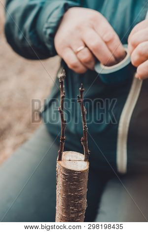 Woman Wraps A Graft Tree With An Insulating Tape In The Garden To Detain The Damp In It In Close-up