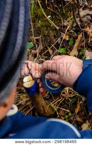 Woman Wraps A Graft Tree With An Insulating Tape In The Garden To Detain The Damp In It In Close-up
