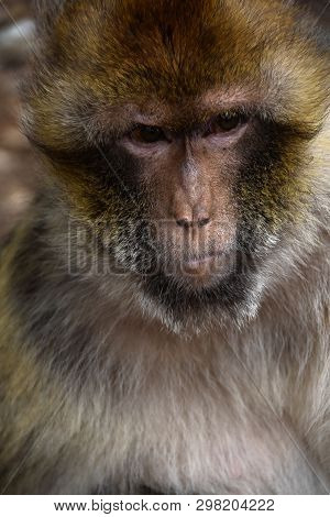 A Small Chimpanzee Monkey At Azrou Forest In High Atlas In Morocco
