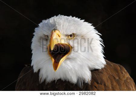 Águila calva americana