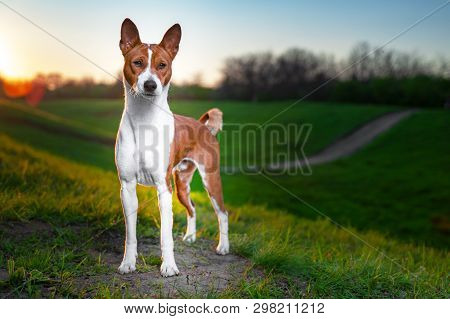 Portrait Of A Red Basenji Standing At Sunset In A Green Field For A Walk In The Summer. Basenji Kong